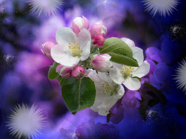 Free stock image of Blossom created by Pixabay