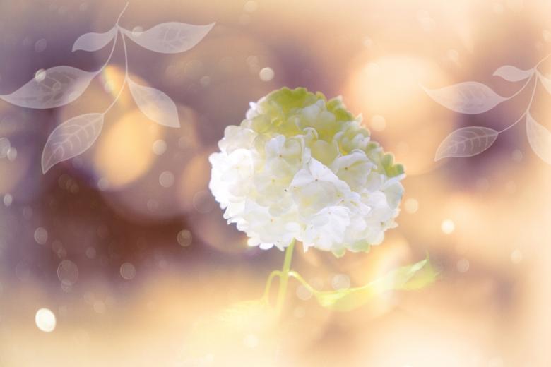 Free stock image of Blossom created by Pixabay