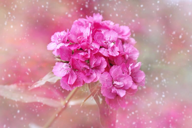 Free stock image of Flowers created by Pixabay