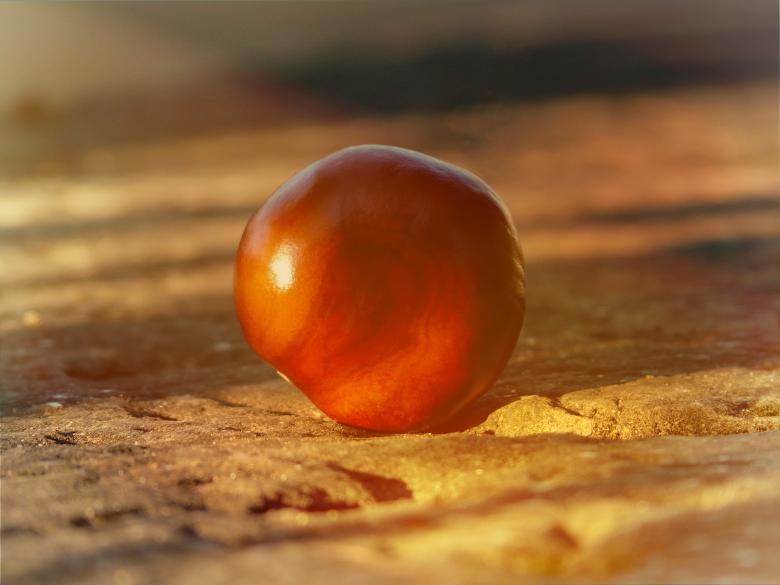 Free stock image of Chestnut created by Pixabay