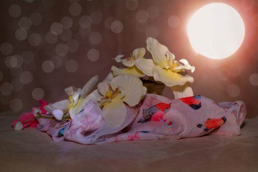 Free Stock Photo of Flower