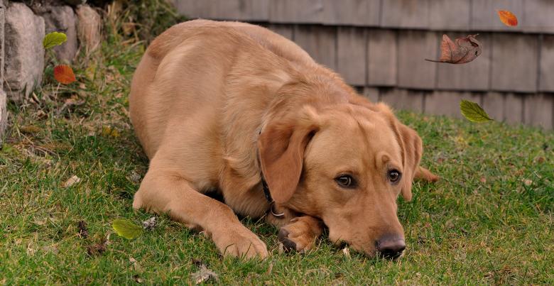 Free stock image of Dog created by Pixabay