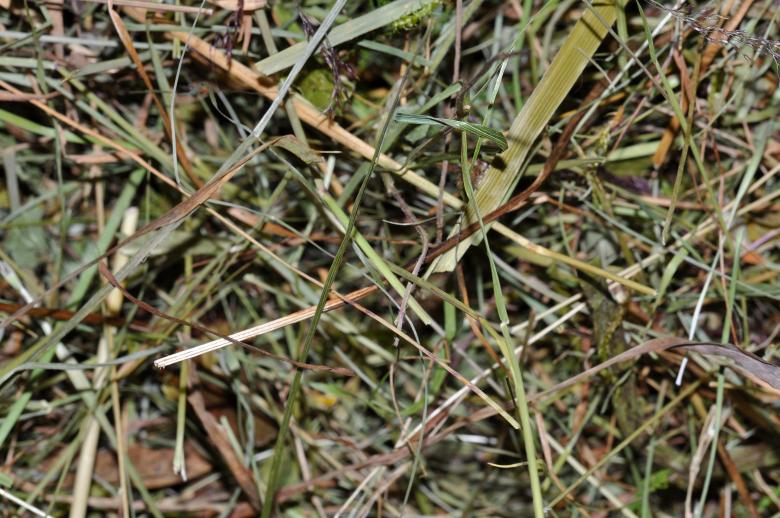 Free stock image of Hay created by Pixabay
