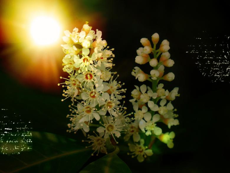 Free stock image of Laurel created by Pixabay