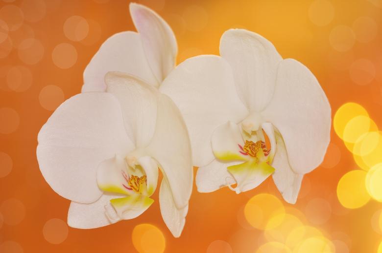 Free stock image of Flower created by Pixabay