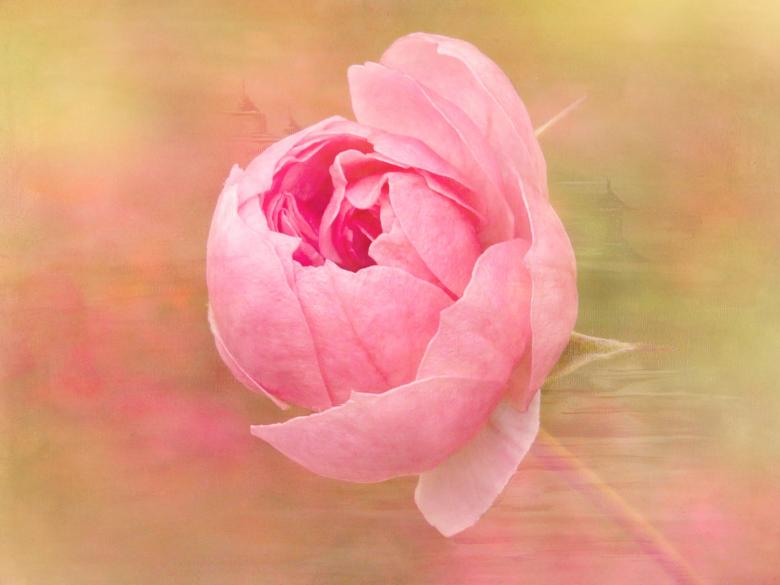 Free stock image of Rose created by Pixabay