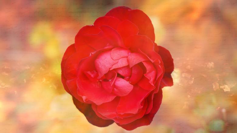 Free stock image of Rose created by Pixabay