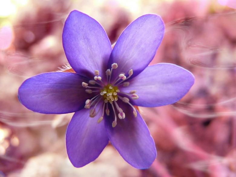 Free stock image of Flower created by Pixabay