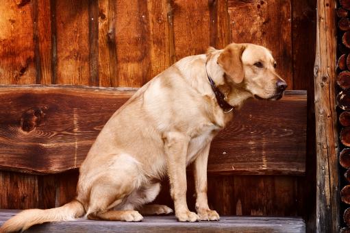 Free Stock Photo of Dog