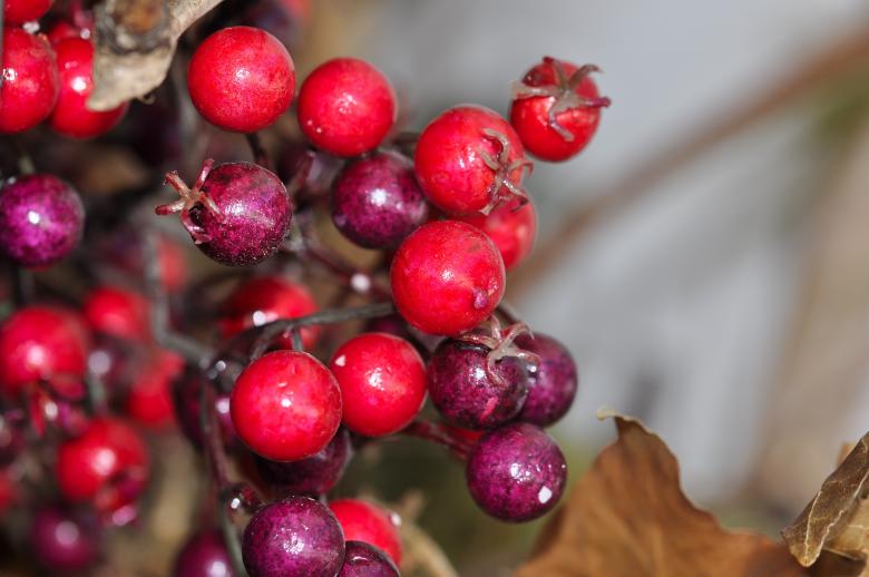 Free stock image of Berries created by Pixabay