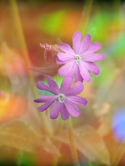 Free Stock Photo of Flower