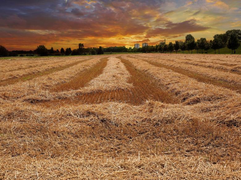 Free stock image of Field created by Pixabay