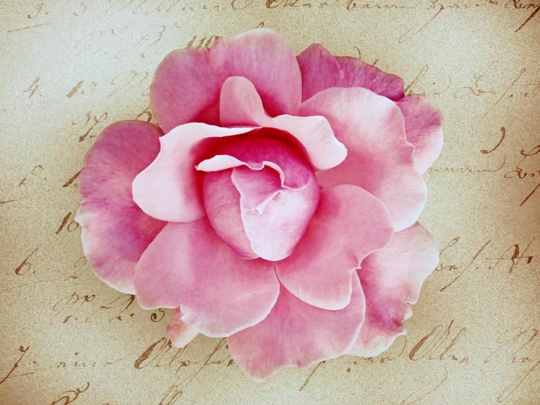Free stock image of Flower created by Pixabay
