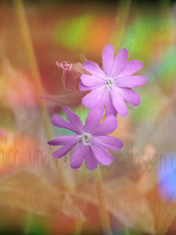 Free stock image of Flower created by Pixabay