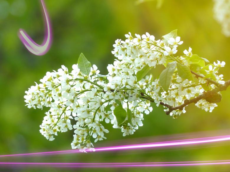 Free stock image of Flower created by Pixabay