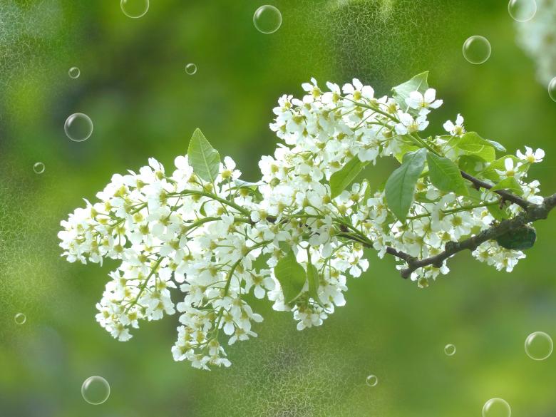 Free stock image of Blossoms created by Pixabay