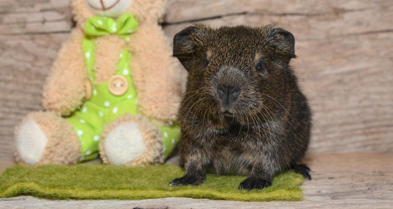Free stock image of Guinea-Pig and Teddy created by Pixabay