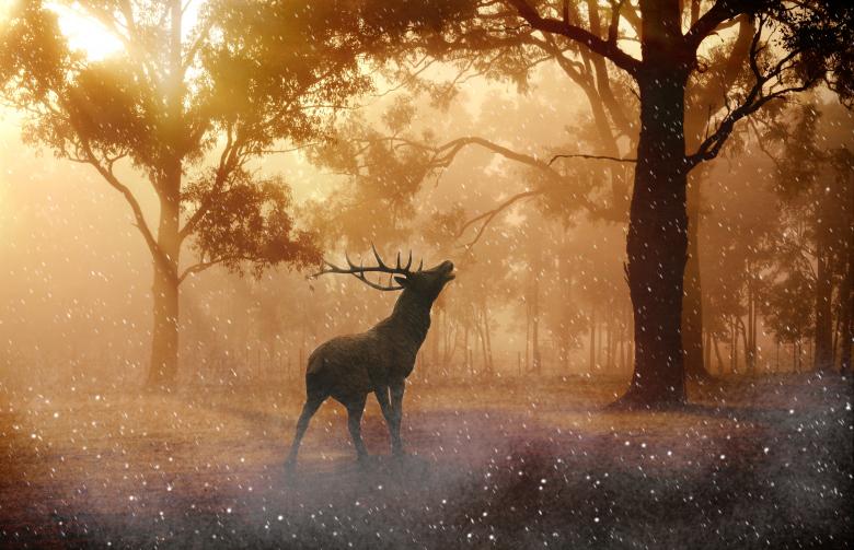 Free stock image of Hirsch created by Pixabay
