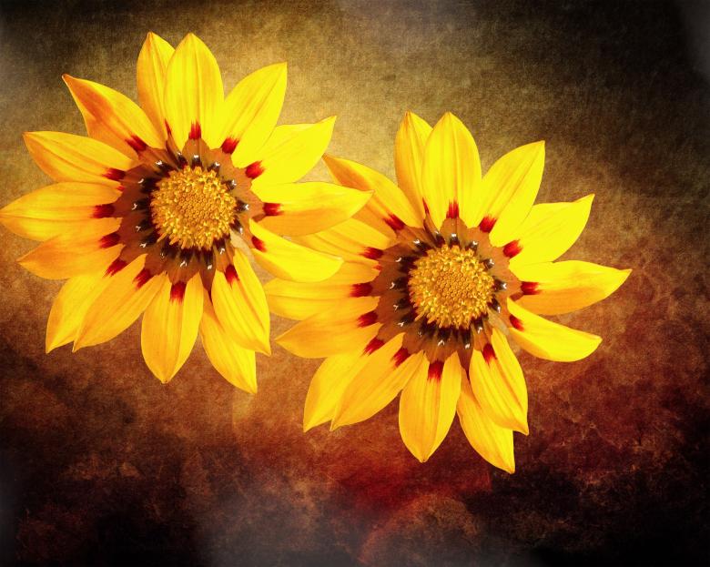 Free stock image of Flower created by Pixabay