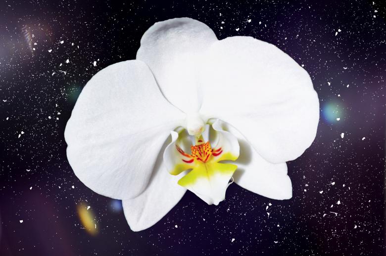 Free stock image of Flower created by Pixabay
