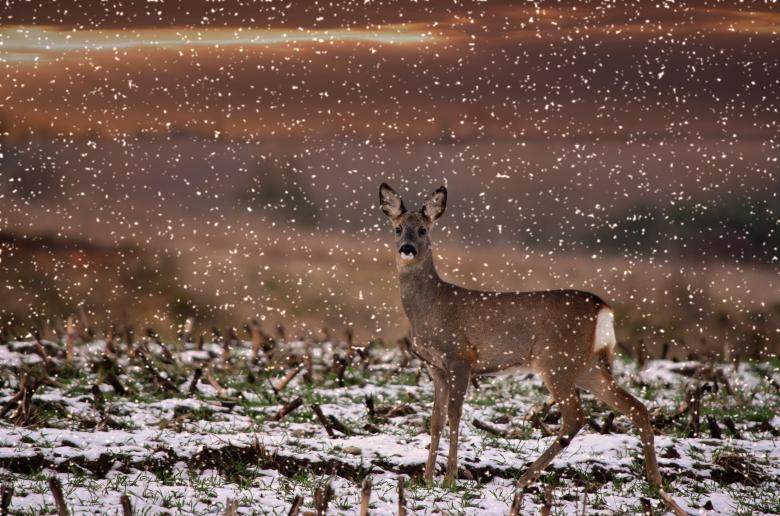 Free stock image of Deer created by Pixabay
