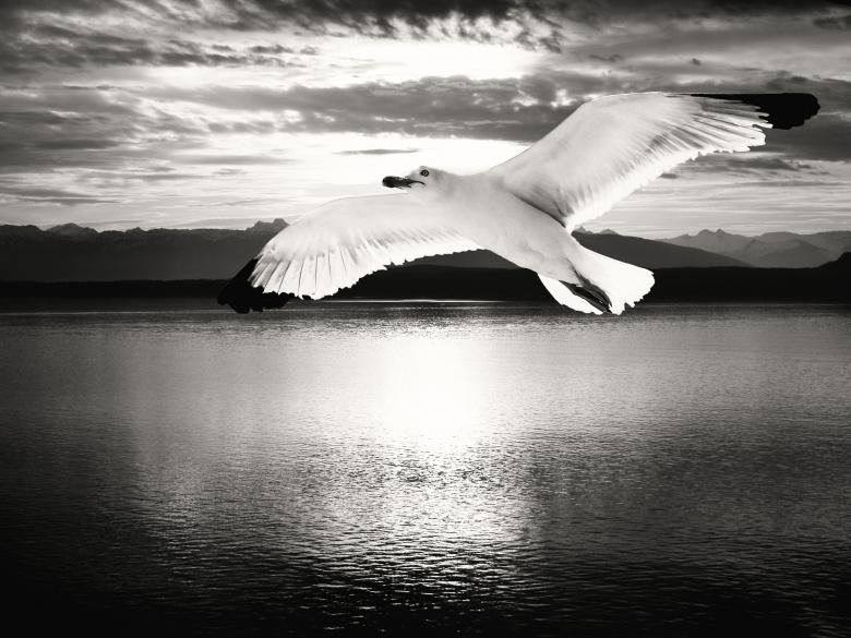 Free stock image of Flying Bird created by Pixabay