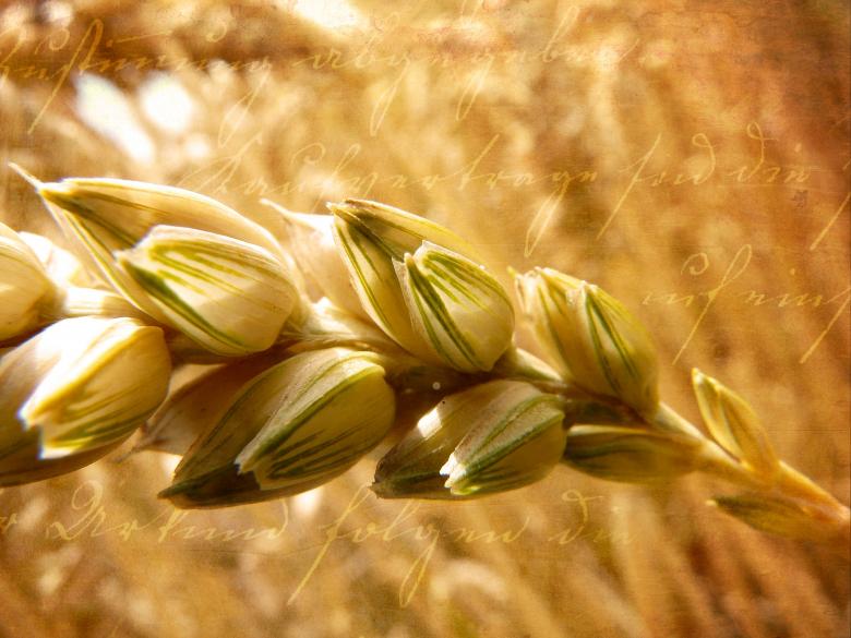 Free stock image of Field created by Pixabay