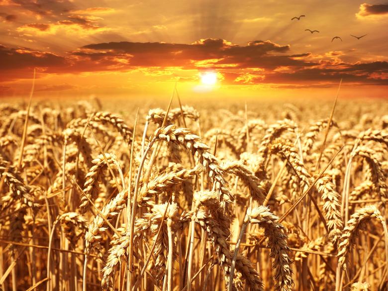 Free stock image of Field created by Pixabay