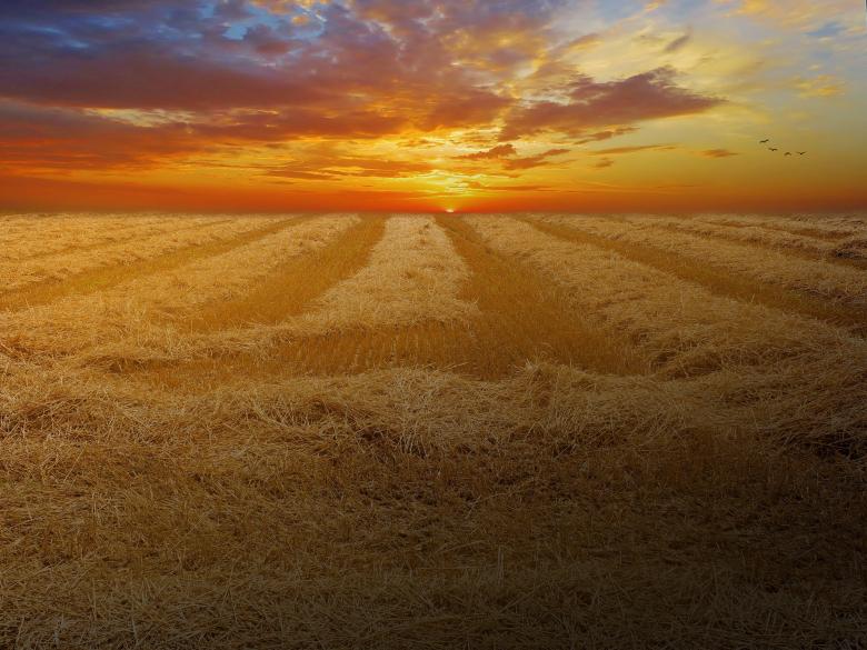 Free stock image of Wheat created by Pixabay