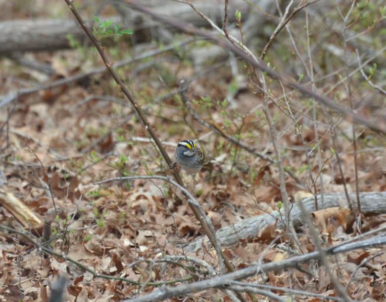 Free stock image of Small Bird created by Vincent alvino