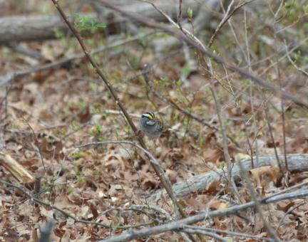 Free Stock Photo of Small Bird