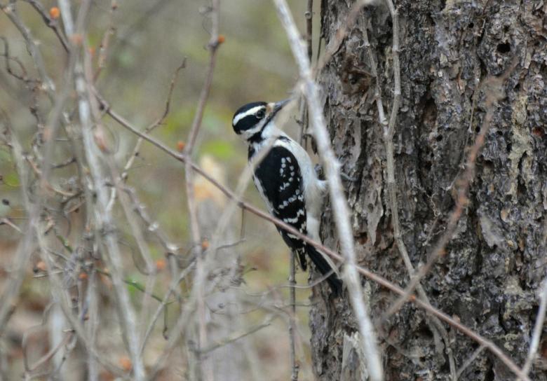 Free stock image of Woodpecker created by Vincent alvino