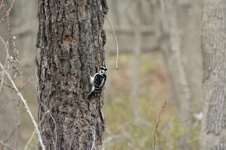 Free stock image of Woodpecker created by Vincent alvino