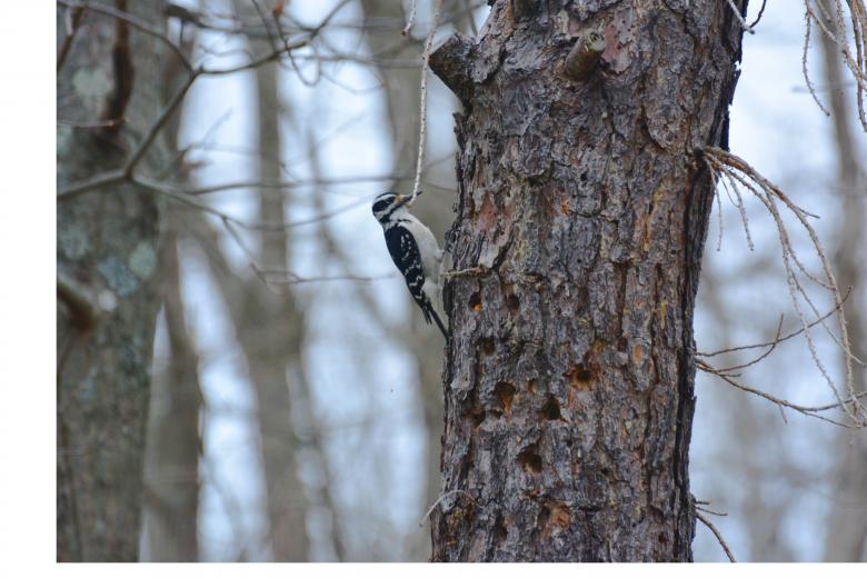 Free stock image of Woodpecker created by Vincent alvino