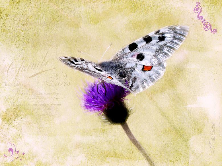 Free stock image of Butterfly created by Pixabay