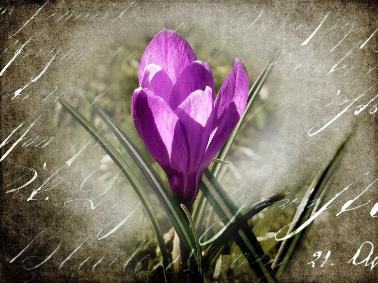 Free stock image of Crocus created by Pixabay