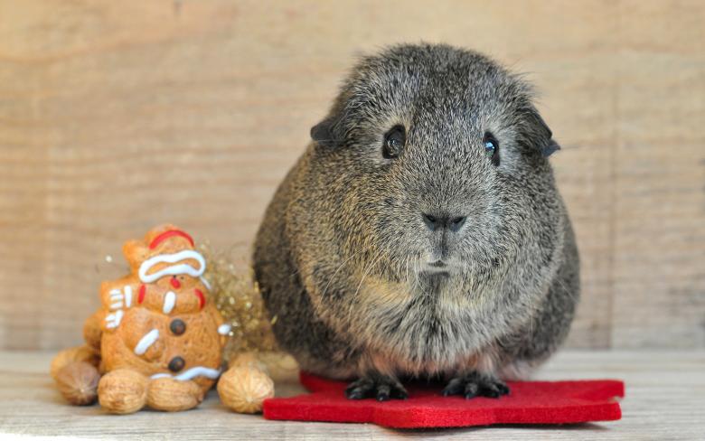Free stock image of Guinea Pig created by Pixabay