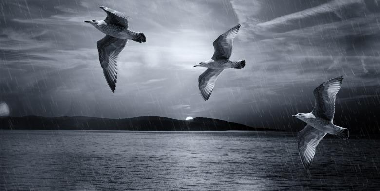Free stock image of Gulls created by Pixabay