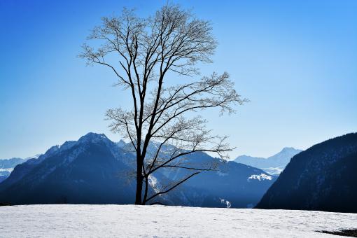 Free Stock Photo of Frozen