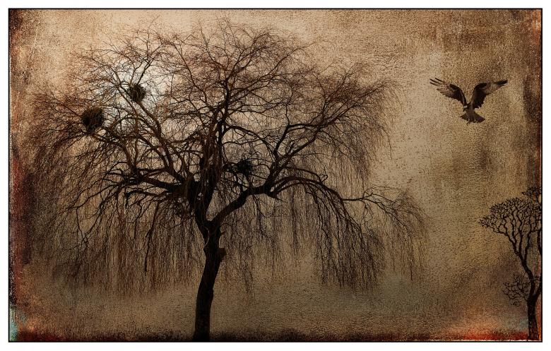 Free stock image of Tree Painting created by Pixabay