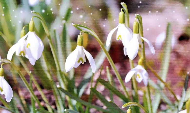 Free stock image of Lily created by Pixabay