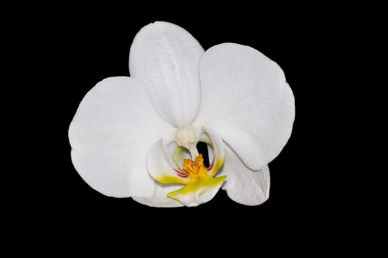 Free stock image of Orchid created by Pixabay