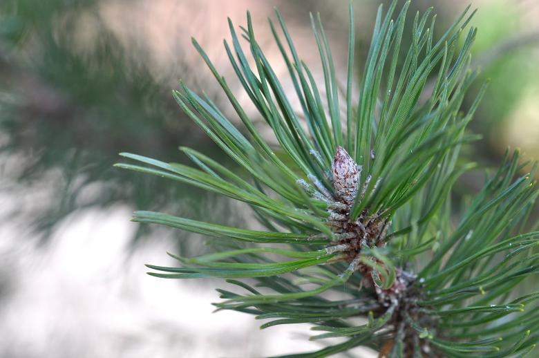 Free stock image of Pine created by Pixabay