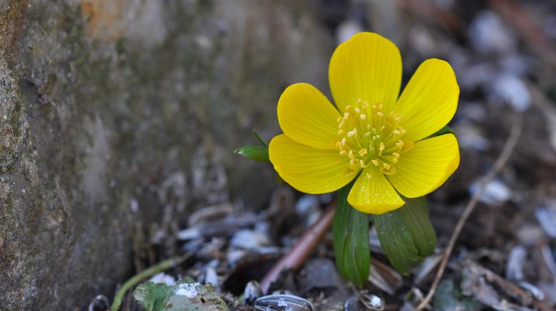 Free stock image of Yellow Flower created by Pixabay