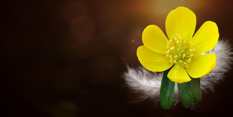 Free stock image of Potentilla created by Pixabay