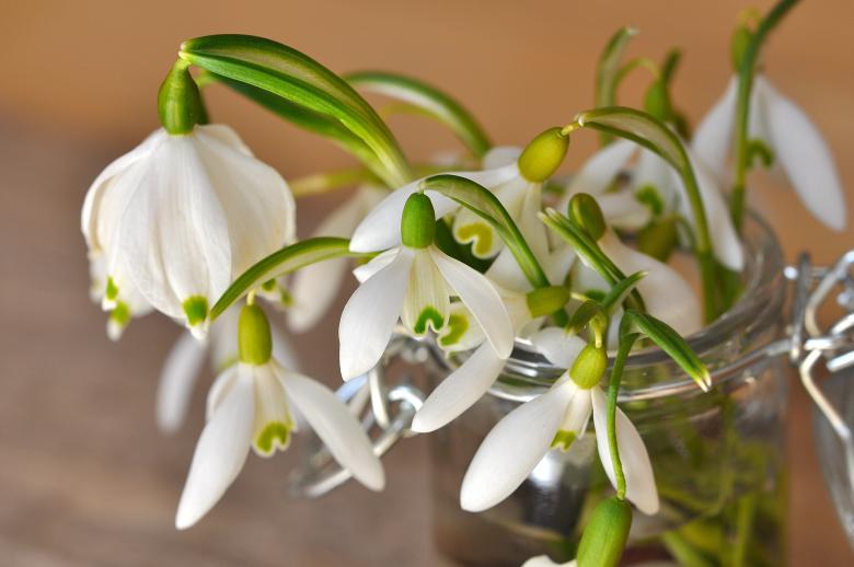 Free stock image of Snowdrop created by Pixabay
