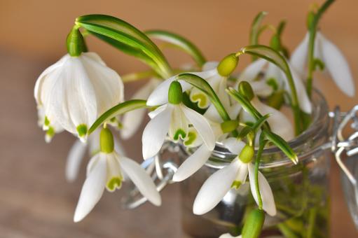 Free Stock Photo of Snowdrop
