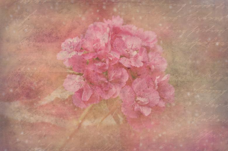 Free stock image of Pink Flower created by Pixabay
