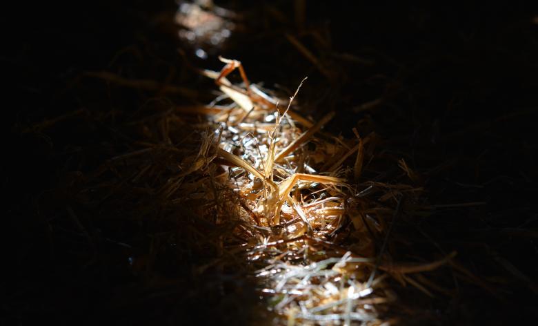 Free stock image of Straw created by Pixabay