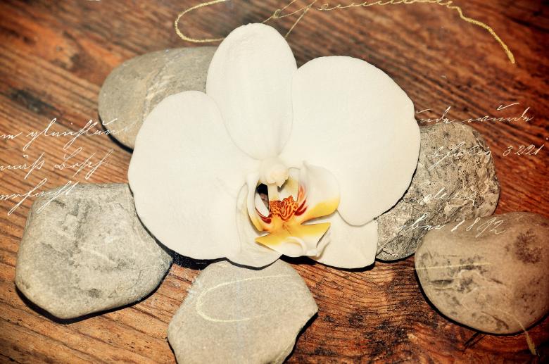 Free stock image of Stone n Flower created by Pixabay